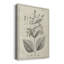 Antique Botanical II, impression sur toile tendue-880625613