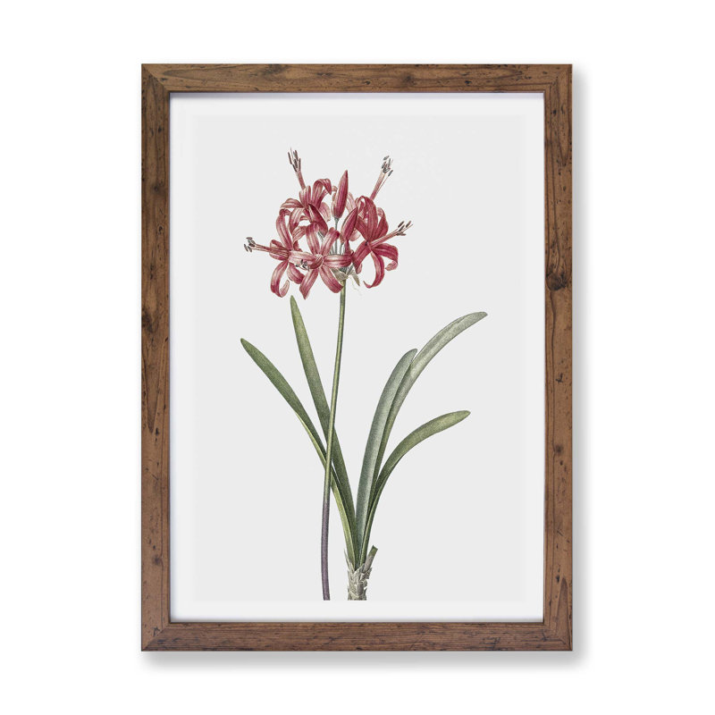 Guernsey Lily by Pierre-Joseph Redoute - Framed Print, Walnut, 45cm H x 63cm W x 2cm D