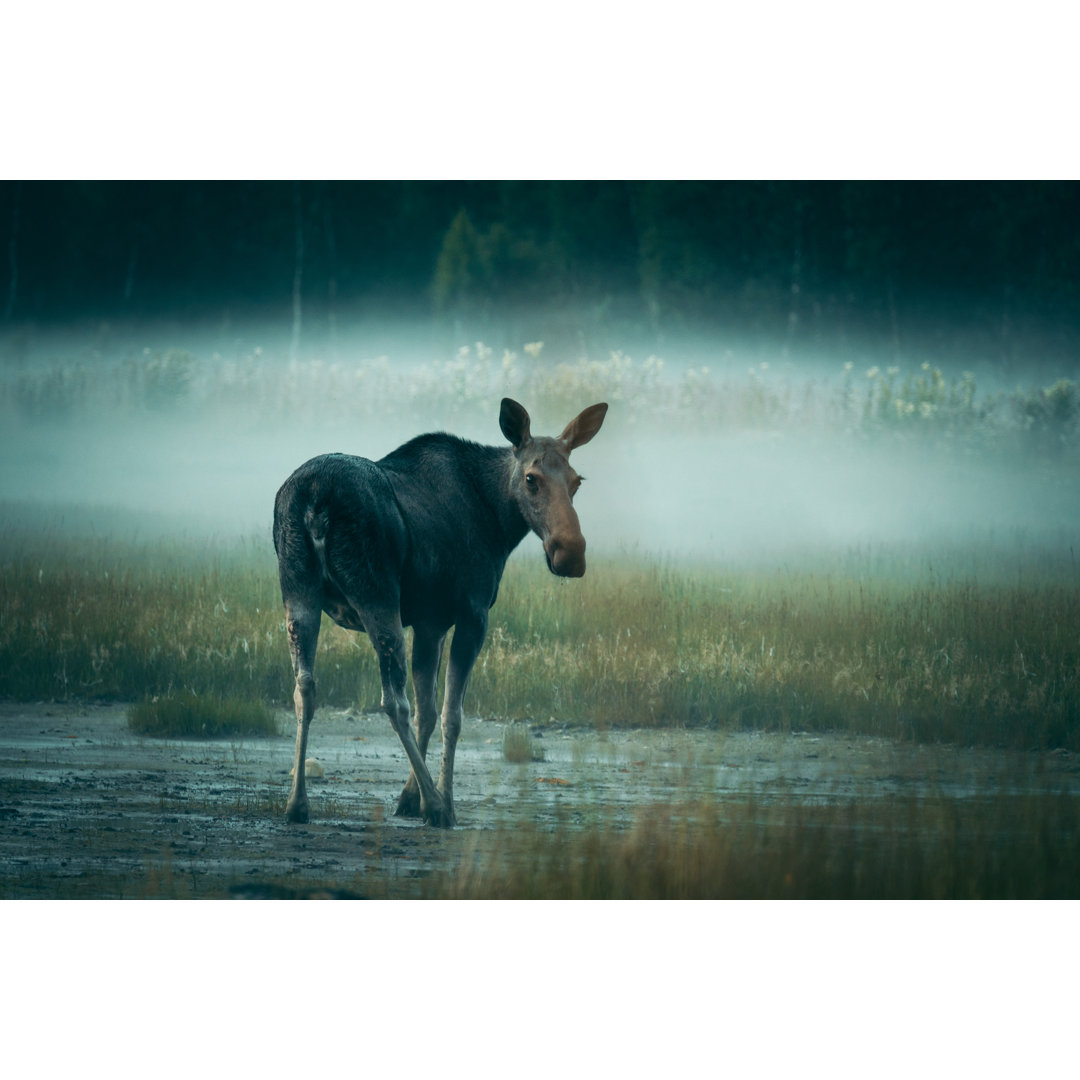 Cow Moose Crossing Muddy Terrain by Janiecbros - Drucken