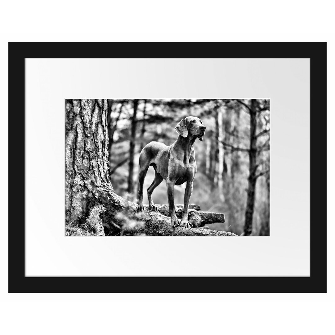 Gerahmtes Poster Edler Weimaraner im Wald