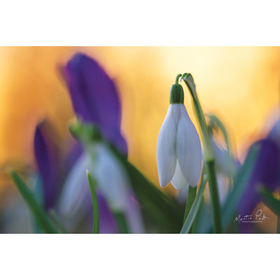 «Snowdrop at Sunset» par Martin Podt - reproduction