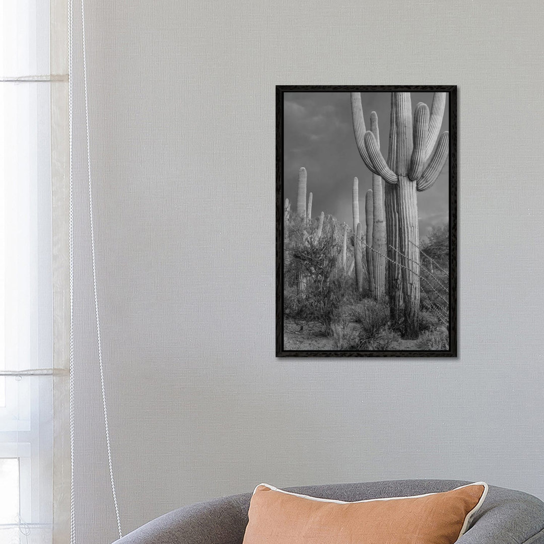 Saguaro Kakteen, Tucson Mountains, Arizona von Tim Fitzharris - Galerie-verpackte Leinwand Giclée auf Leinwand