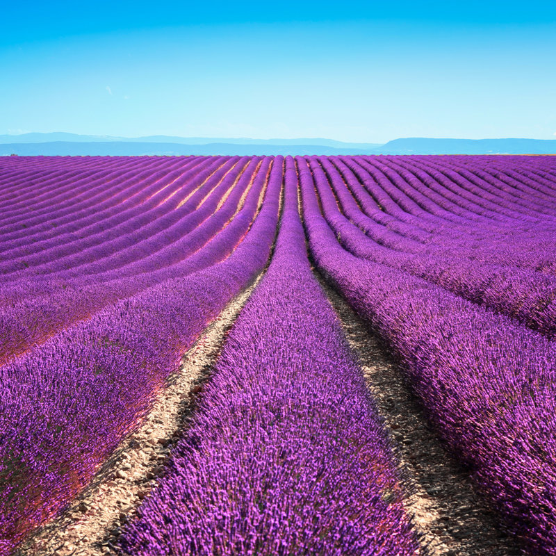 Lavender Flower Blooming Fields Endless Rows Valensole Provence by StevanZZ - Wrapped Canvas Print, 91cm H x 91cm W