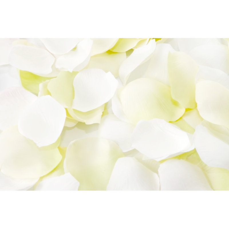 Petal Background by Polarica - Wrapped Canvas Print, 20cm H x 30cm W