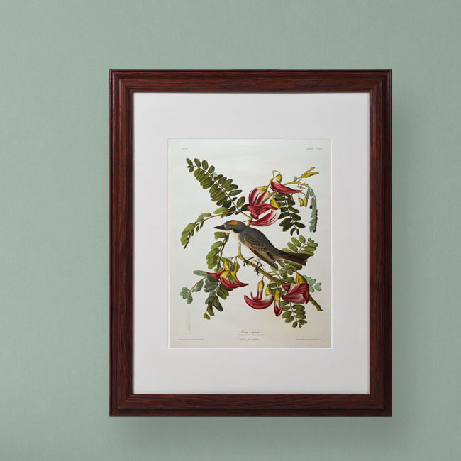 " Gray Tyrant Gray Kingbird " by James Audubon, 20" H x 16" W x 0.5" D, Brown