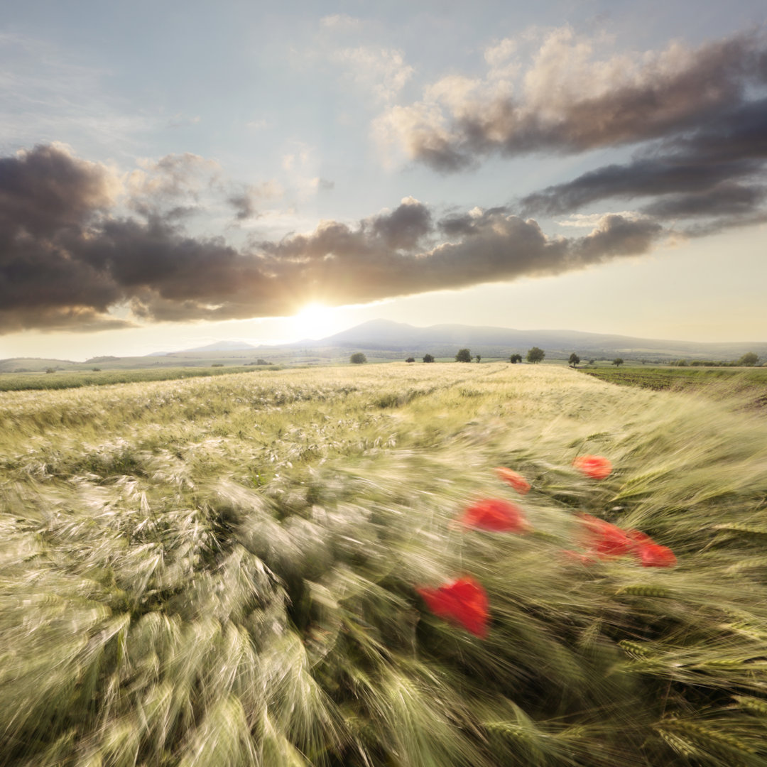 Weizenfeld bei Sonnenuntergang - Leinwandbild