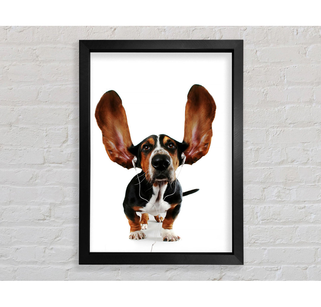 Basset Hound Musik Gerahmter Druck