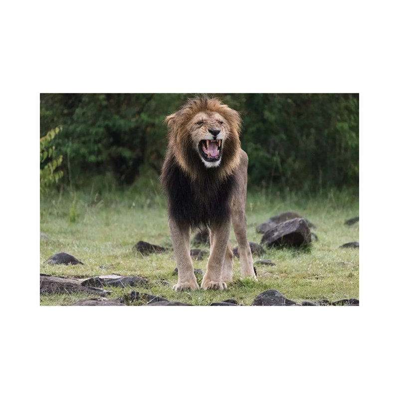 Africa, Kenya, Maasai Mara National Reserve by Jaynes Gallery - Wrapped Canvas Print, 30.48cm H x 45.72cm W x 1.905cm D