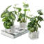 24cm Faux Foliage Plant in Glass Vase