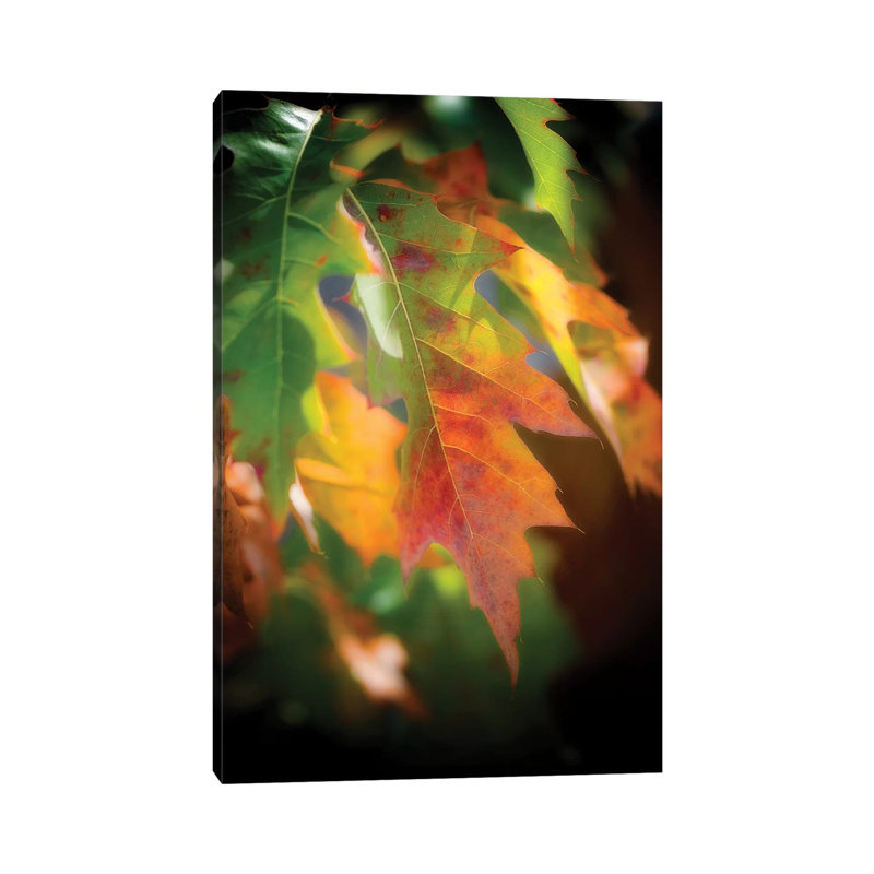 Oak Leaves by Philippe Sainte-Laudy - Wrapped Canvas Print, 30.48 cm H x 45.72 cm W