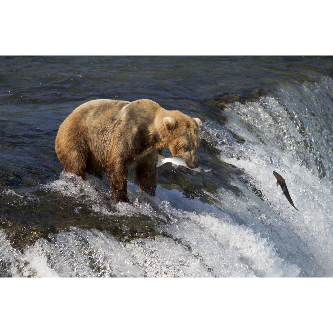 Leinwandbild Grizzlybär am River Waterfall mit einem Lachs in It's Mouth von Richard Seeley