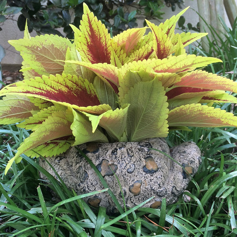 Pot à fleurs statue "Toad Hollow" Classic, Brun naturel