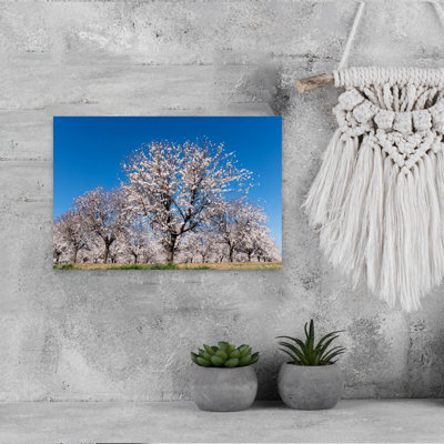 Almond Trees In Blossom, Cordoba Province, Andalusia, Southern Spain. Prunus Dulcis. Abstract Contemporary Landscape Nature Wall Art