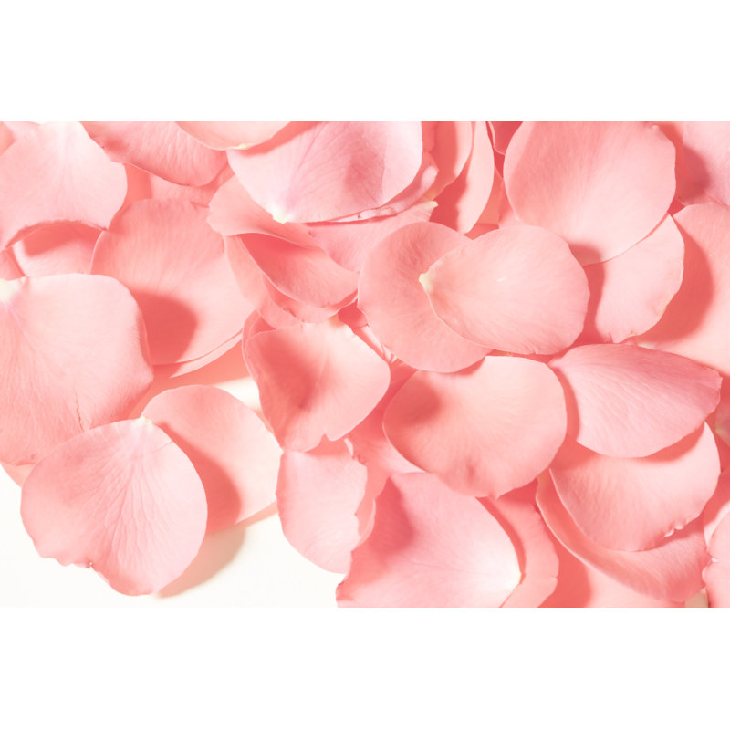 Rose Petals - Photographie sur toile tendue, H 32 po x l 48 po