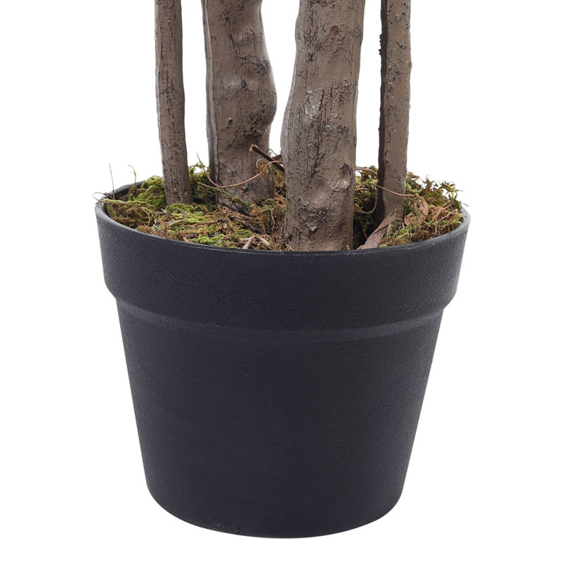 120cm Plant