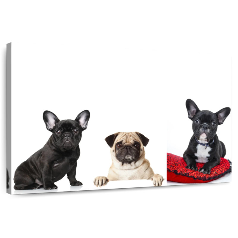 Bouledogue français et carlin Brampt, H 8 po x l 12 po