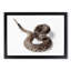 Close to a Rattle Snake in Abstract - Picture Frame Graphic Art Print-55680578-55680581