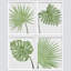 «Pastel Green Tropical Palm Leaf», ensemble de 4 reproductions de cadres photo simples-97762629-97762630