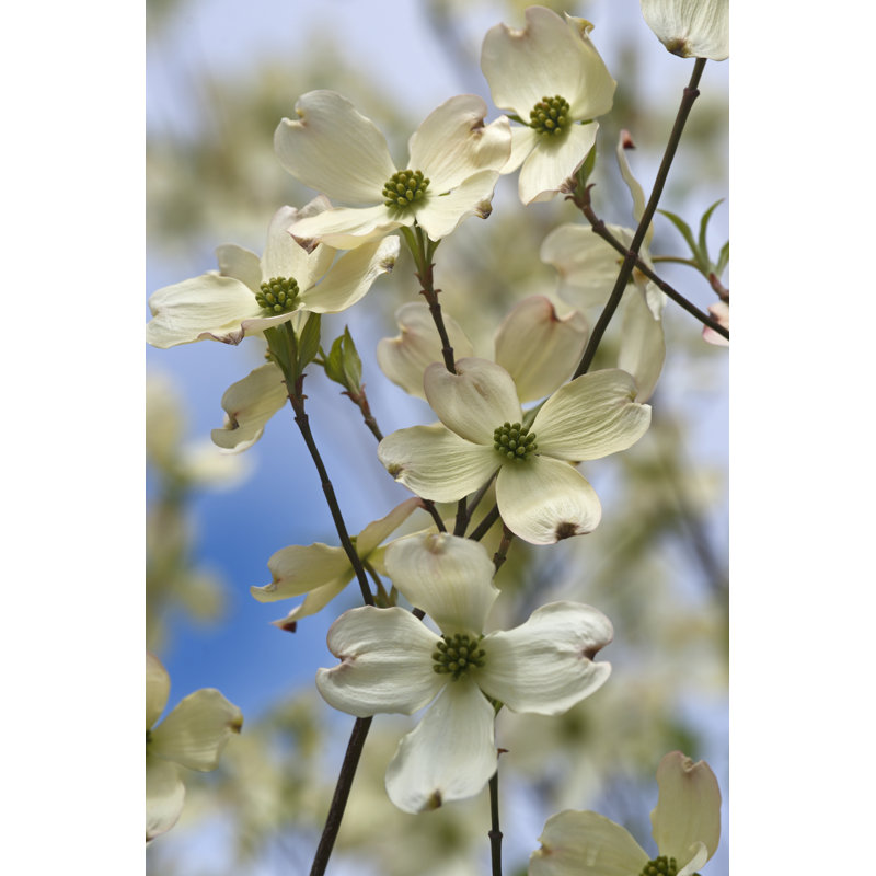 Chelbie à fleurs cornouiller par Nickkurzenko, H 18 po x l 12 po