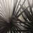Grayscale tropical plants - 20"x20" Throw pillow cover - Poly twill - Print on demand-90990337