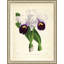 Cattleya Trianae Print