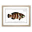 Streaked Wrasse Fish by M.E. Bloch - Picture Frame Graphic Art Print-55615900-55615899
