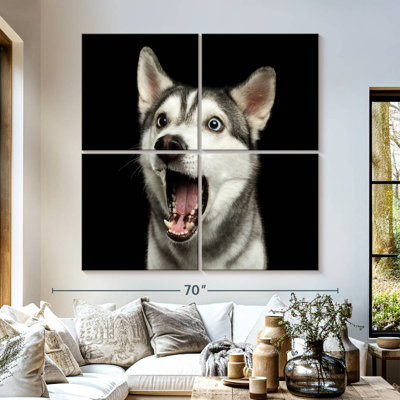 Brampt Surprised Siberian Husky
