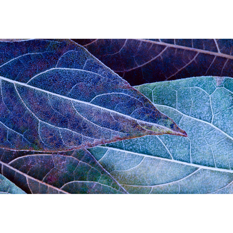 Frosty Leaves - Wrapped Canvas Print, 61cm H x 91cm W x 3.8cm D
