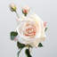 Rose Faux Floral-807825536