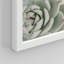 «Cactus Succulent Close Up Echeveria Red Tip White» sur papier-98266468-98266473