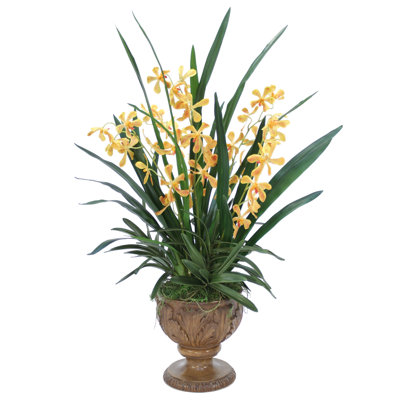 Plante orchidée en urn