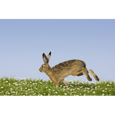 " Easter Bunny Running " by Leoba