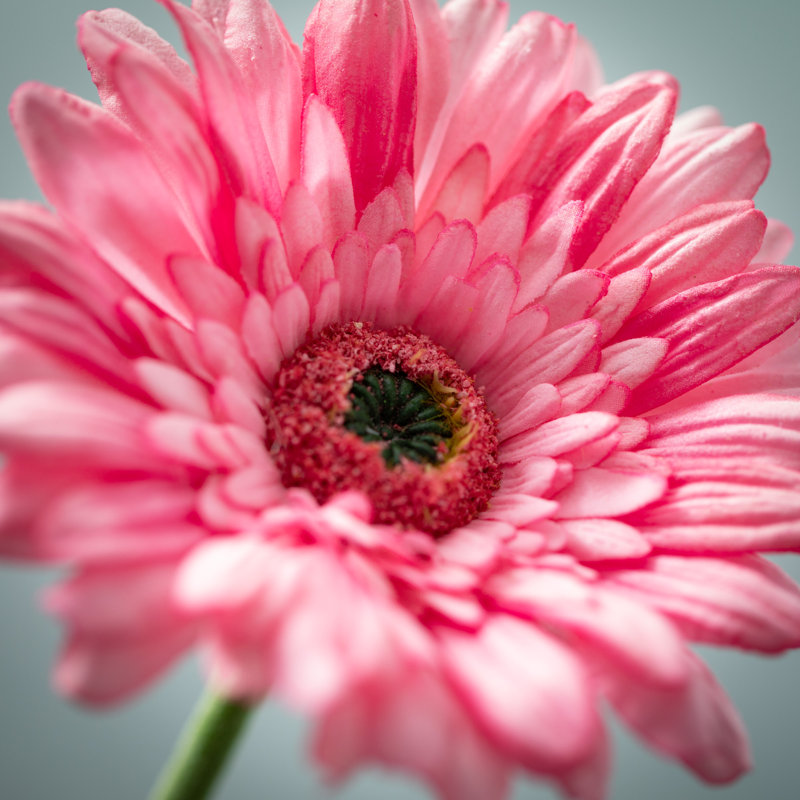 Fleurs de marguerites vibrantes, Rose