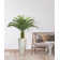 Panama 48" Cycas Palm Tree in Pot