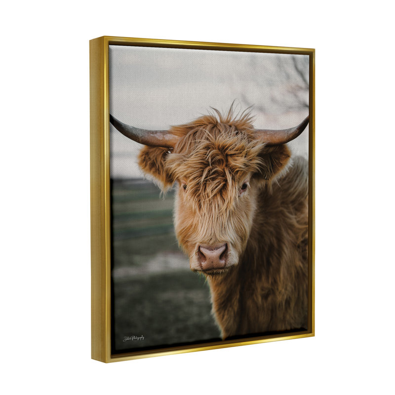 Highland Cow par Dakota Diener, H 21 po x l 17 po x P 1,7 po, Cadre flottant noir de jais