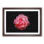 Lone Pink Carnation - Picture Frame Graphic Art Print-56859908-56859906