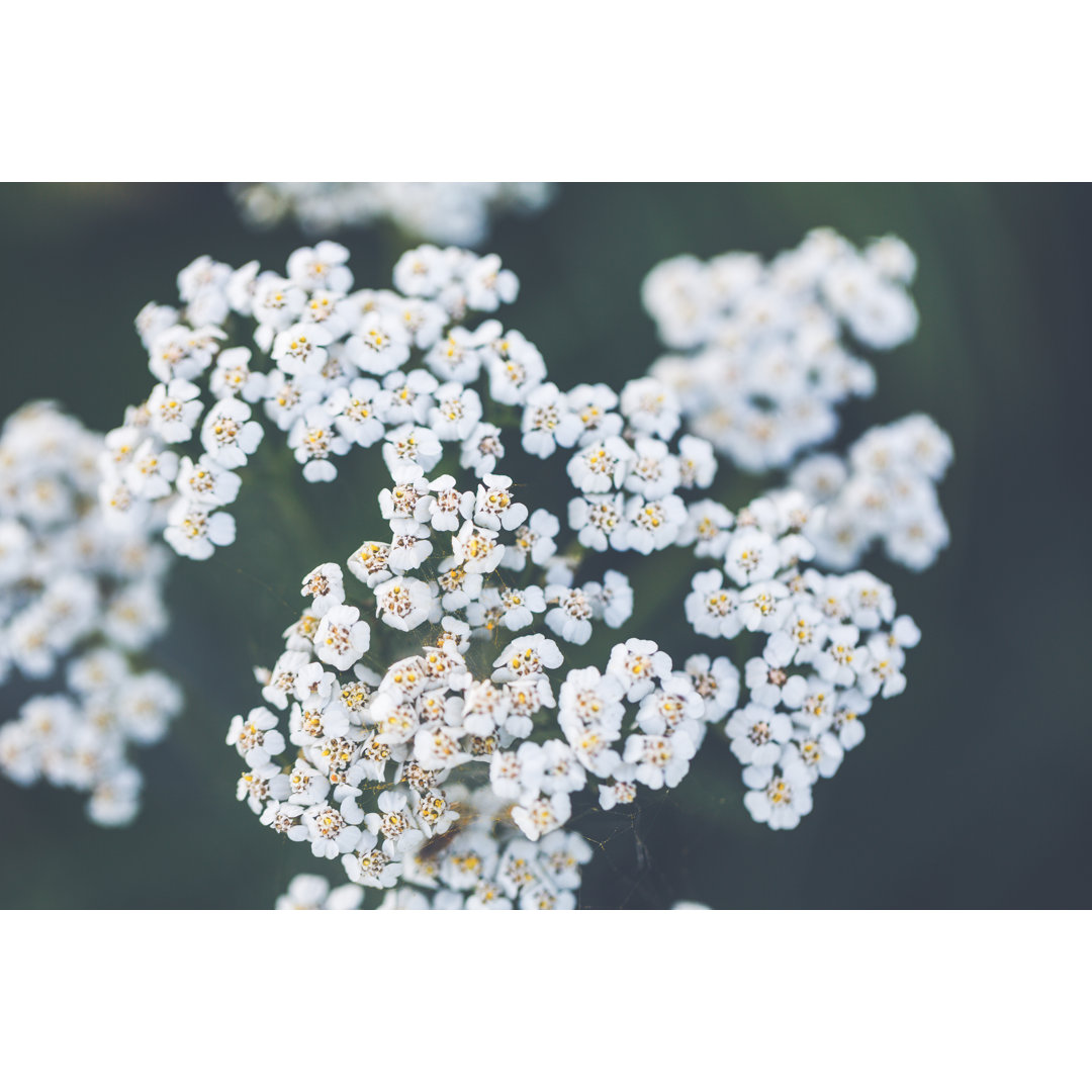 Seeds Of (common) Yarrow [Achillea Millefolium, Syn.: A. Magna] von Rike_ - No Frame Print on Canvas