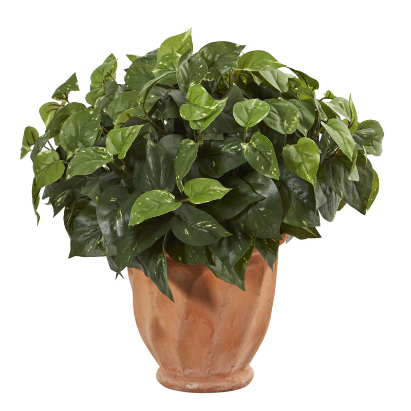 Ivy plante 9" en pot de fleurs