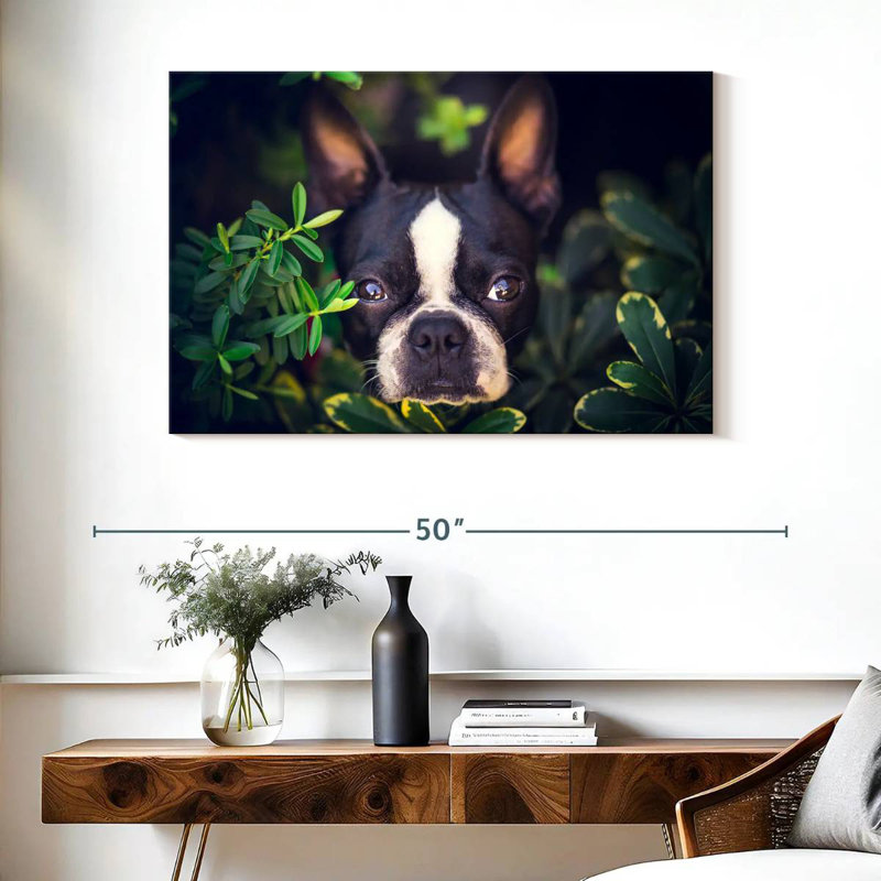 Brampt Boston Terrier Hiding, 24" H x 36" W