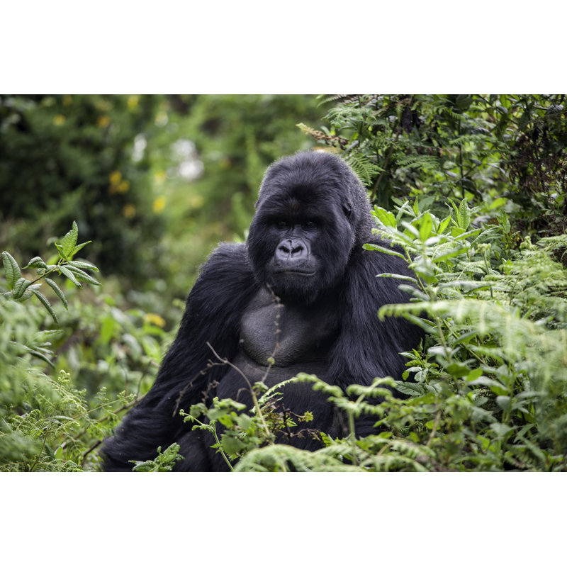 Rwanda Gorilla Still - Wrapped Canvas Rectangle Print, 81cm H x 122cm W x 3.8cm D