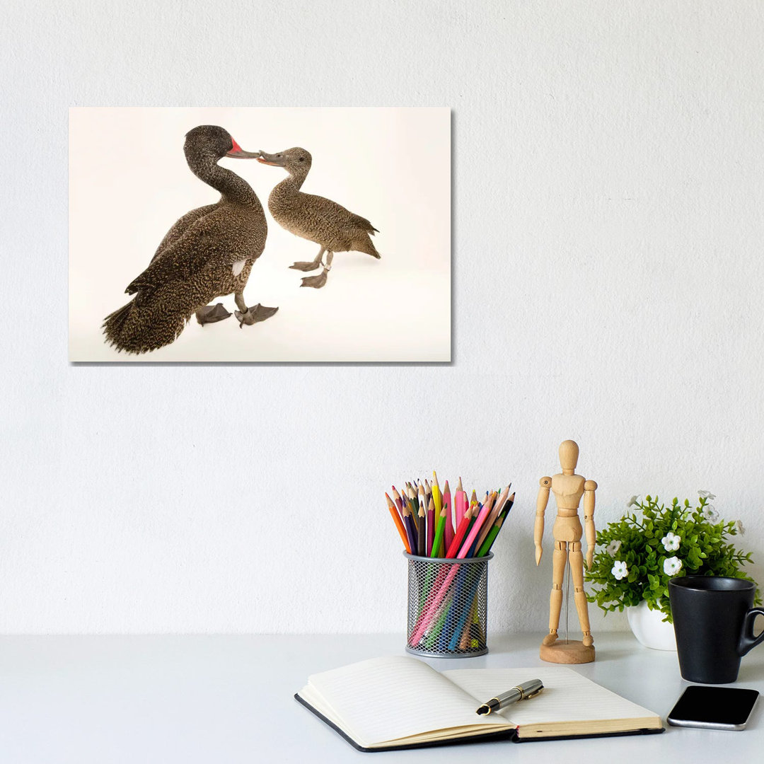 Two Freckled Ducks At Sylvan Heights Bird Park von Joel Sartore - Gallery-Wrapped Canvas Giclée