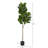 Fiddle Leaf Fig Artificial Tree-984019242