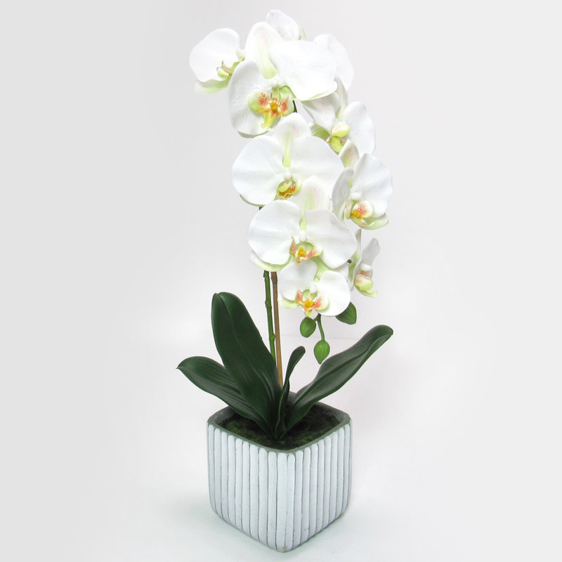 Centres de table orchidées phalaenopsis en pot, H 23 po x l 9 po x P 8 po