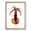 Squid Illustration by Albert I - Picture Frame Painting Print-55619657-55619658