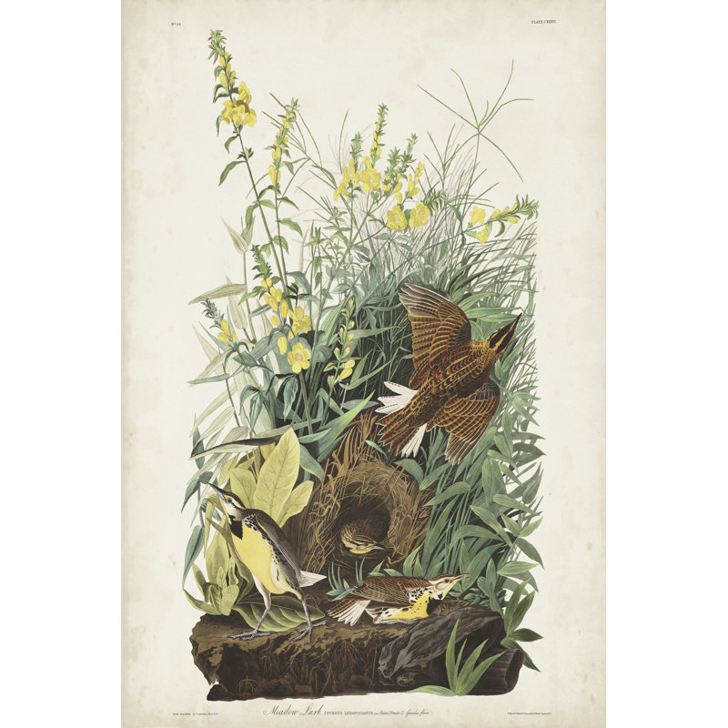 Pl 136 Meadow Lark by John Audubon - Wrapped Canvas Painting, 122cm H x 81cm W