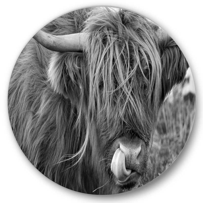 «Scottish Cow On Moorland II», art mural campagnard en métal, H 36 po x l 36 po x P 1 po