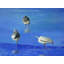 Feeding Time Print by Phyllis Adams-2081941928