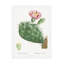 «Redoute Cactus III» sur-98232919