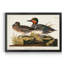 Vert sarcelle ailé - reproduction d'art sur toile-702171521-702171523