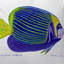  Housse de coussin et insert Emperor Angelfish-1492140978